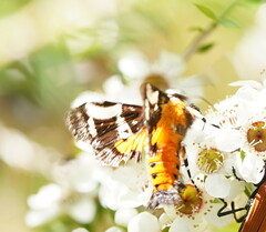Hecatesia fenestrata
