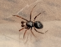 Euryopis episinoides