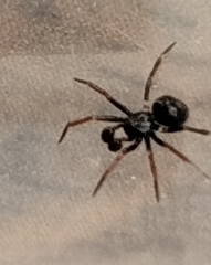 Euryopis episinoides