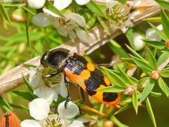 Castiarina bremei