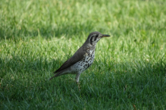 Turdus litsitsirupa