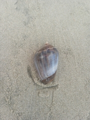 Olivancillaria urceus