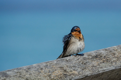Hirundo neoxena carteri