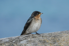 Hirundo neoxena carteri