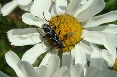 Chlorophorus sartor