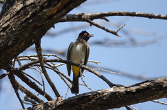 Pycnonotus nigricans