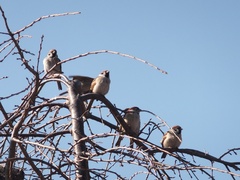 Passer montanus