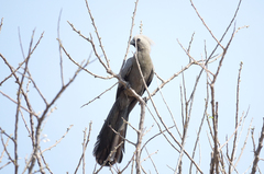 Corythaixoides concolor
