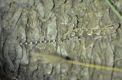 Hemidactylus angulatus