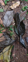 Diospyros sylvatica