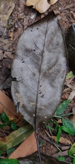 Diospyros sylvatica