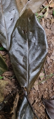 Diospyros sylvatica