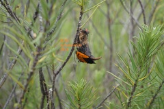 Lygaeus reclivatus