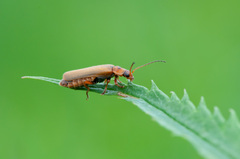 Cantharis rufa
