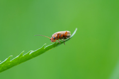 Cantharis rufa