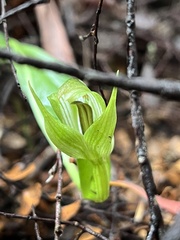 Pterostylis scabrida