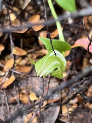 Pterostylis scabrida