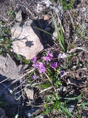 Primula cuneifolia