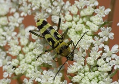 Chlorophorus varius