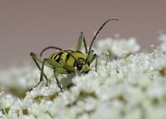 Chlorophorus varius