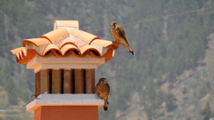 Falco tinnunculus canariensis