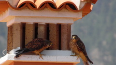 Falco tinnunculus canariensis