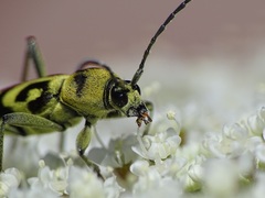 Chlorophorus varius