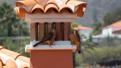 Falco tinnunculus canariensis