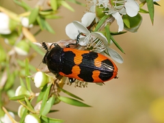 Castiarina bremei