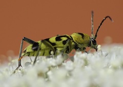 Chlorophorus varius