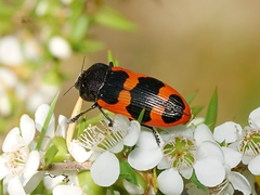 Castiarina bremei