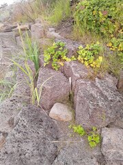 Ligusticum scothicum