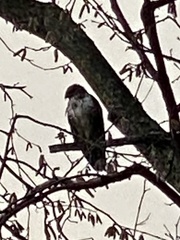 Buteo buteo