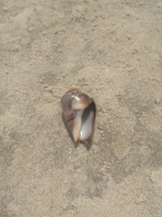 Olivancillaria urceus