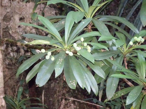 Rauvolfia balansae