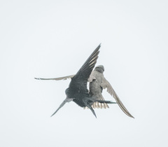 Psalidoprocne pristoptera