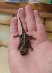 Tympanocryptis petersi