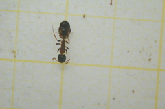 Dolichoderus quadripunctatus