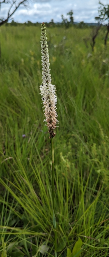 Chlorophytum colubrinum