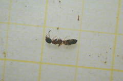 Dolichoderus quadripunctatus