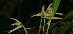Maxillaria weberbaueri