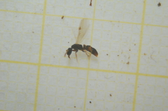 Ponerinae