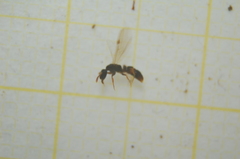 Ponerinae