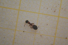 Dolichoderus quadripunctatus