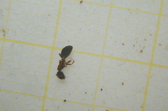 Dolichoderus quadripunctatus