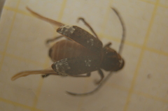 Platystomos albinus
