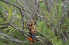 Lygaeus reclivatus