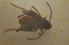 Platystomos albinus