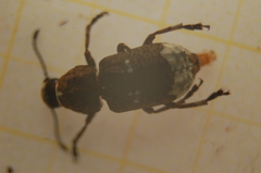 Platystomos albinus
