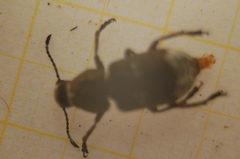Platystomos albinus